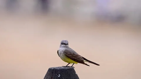 King Bird sitting on a post as it looks around Stock Footage 336145031