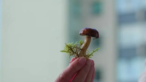 King Bolete Stock Footage 318226782