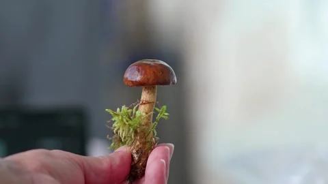 King Bolete Stock-Footage 318226800