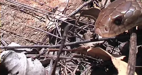 King Brown Snake Stock Footage 242634702