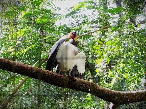 King of the canopy perch. Stock Photos
