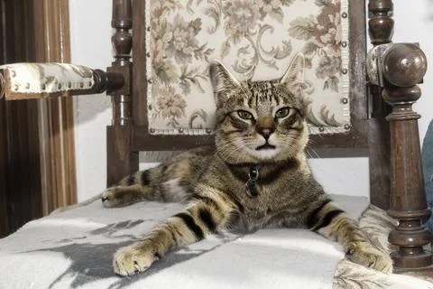 King cat Stock Photos