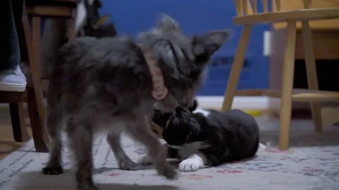 King Charles puppy lying down Cairn Terrier Dog plays slow motion Haddonfield NJ Stock Footage 267737347