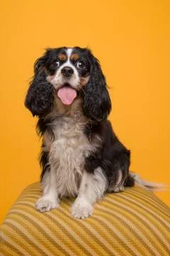 King Charles spaniel looking at the camera sitting on a yellow classic poof w Stock Photos