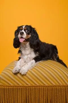 King Charles spaniel looking at the camera lying on a yellow classic poof wit Stock Photos