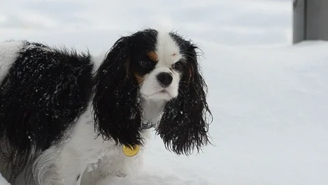 King Charles Spaniel portrait Stock Footage 88276009