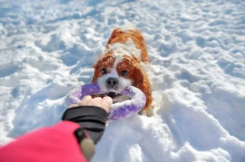 King charles spaniel pulling the rubebr ring toy Stock Photos