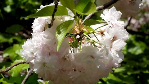 King cherry blossom: Stockbeeldmateriaal 80149840