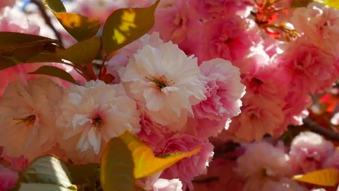 King cherry blossom: Stockbeeldmateriaal 80149868