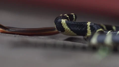 A king cobra is eating a snake in the wild. Stock-Footage 342332798