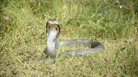 The King Cobra Stock Footage 223715914