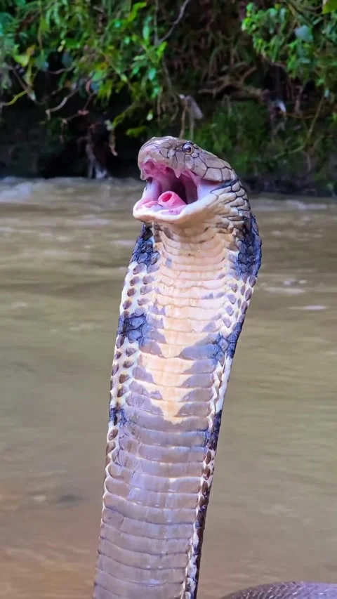 King cobra in the forest Stock Footage 326635434