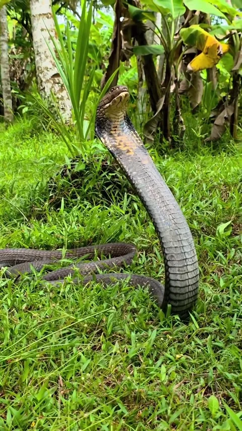 King cobra in the forest Stock Footage 326635473