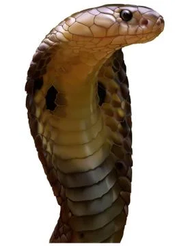 King Cobra Stock Illustration
