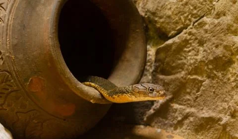King cobra in the jar Stock Photos
