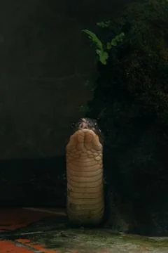 King cobra looking at camera Stock Photos