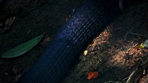 King cobra moving body. High quality footage. Stock Footage 341345144