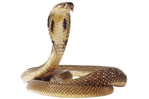 King cobra, Ophiophagus hannah, venomous snake against white background looki Stock Photos
