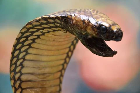 King Cobra Stock Photos