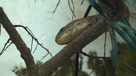 King Cobra Slithering Down a Tree Video stock 86205364