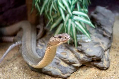 The King Cobra snake Stock-Fotos