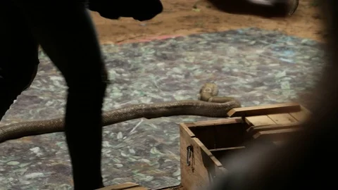 King cobra snake show Stock Footage 97135752