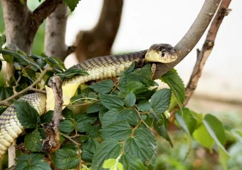 King cobra in tree Stock Photos