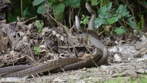 King cobras engage in mating Stock Footage 319999679