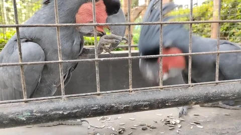 King cockatoo Stock Footage 291797804