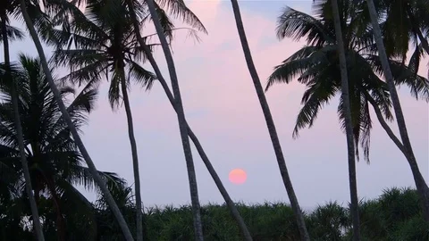 KING COCONUT PALM TREES SUNSET BENTOTA SRI LANKA Stock Footage 83459883