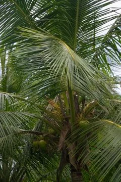 King coconut tree Stock Photos