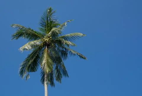 King coconuts in tree Foto stock
