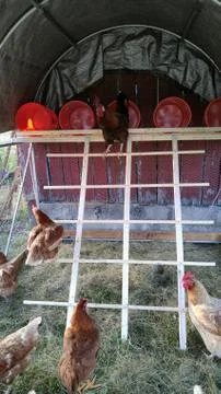 King of the Coop Stock Photos