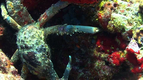 King Crab in the Caribbean Stock Footage 3388026