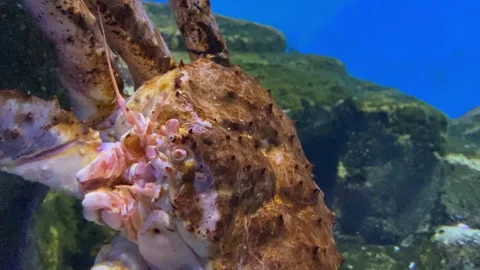 KIng crab closeup aquarium moving shot background detail Stock Footage 160501997