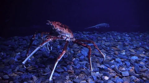 King crab crawling Stock Footage 69824996