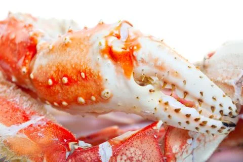 King crab legs Stock Photos
