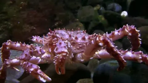 King crab moving Video stock 11432216