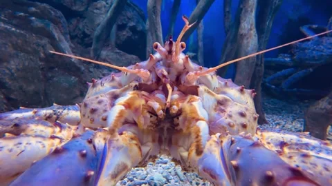 King crab sits motionless on sandy bottom with wooden roots behind Vídeos de archivo 334705342