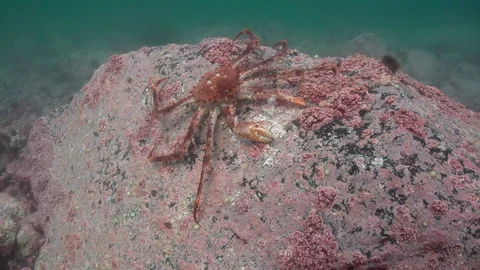 The king crab sits on the stone bottom of the Norwegian sea. Stock Footage 102042489