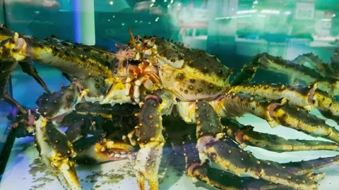 King crab2 動画素材 339259415