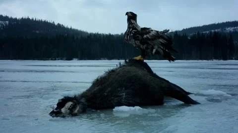 King Eagles on Carcass - Rural Norway Stock Footage 345959326