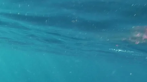 King Fish Bloody Release Stock Footage 7137172