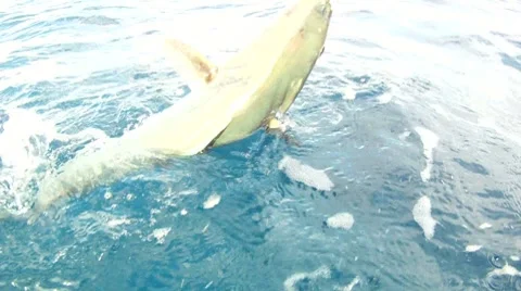 King Fish Caught Stock Footage 7137543