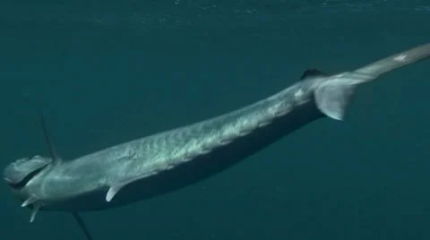 King Fish Fighting Stock Footage 7137360