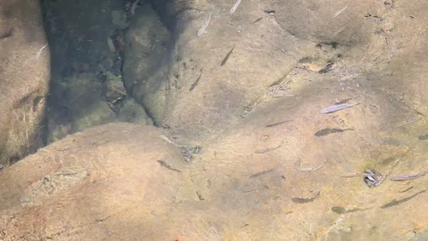 King fish Stock Footage 73637678