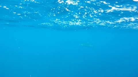 King Fish Underwater Stock Footage 7137149