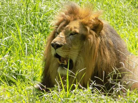 King of the forest: Lion Stock Photos