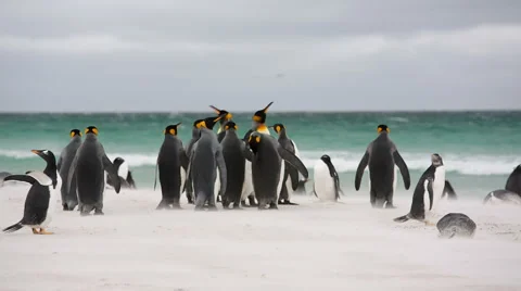 King &amp; Gentoo Penguins on a beach facing the ocean. Stock Footage 58235659