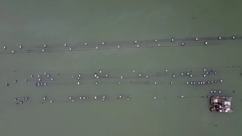 King Harry Ferry Stockbeeldmateriaal 262793581